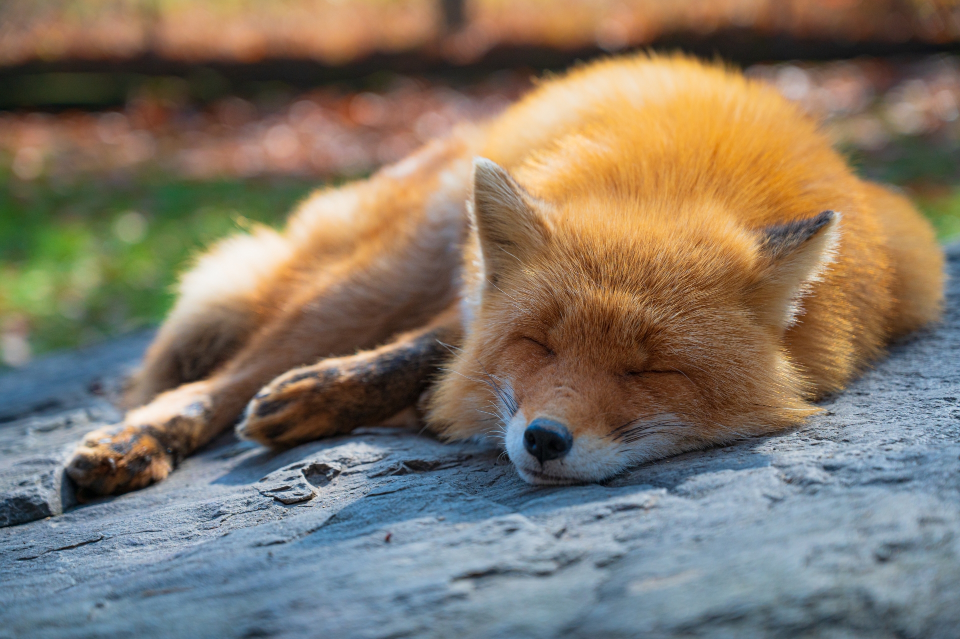 Wild animals in Japan and Where to find them Japan Wonder Travel Blog