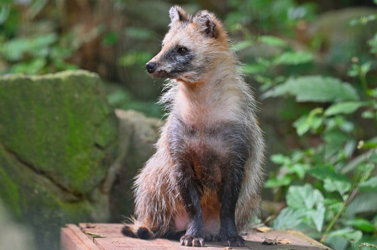 Sacred Animals In Japan