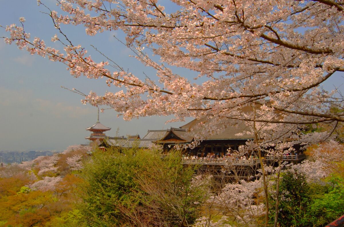 temple kiyomizu sakura 