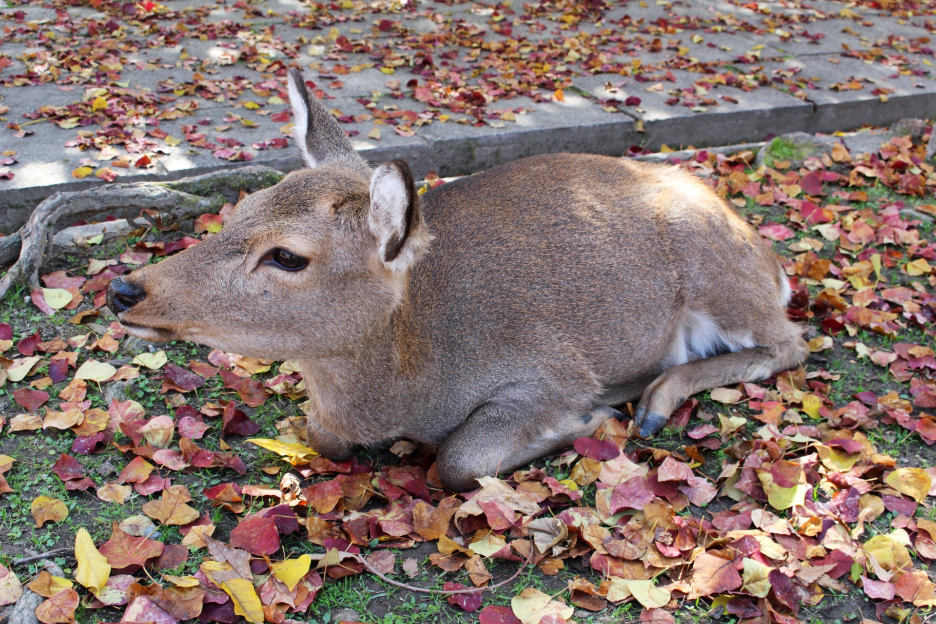 Wild animals in Japan and Where to find them | Japan Wonder Travel Blog