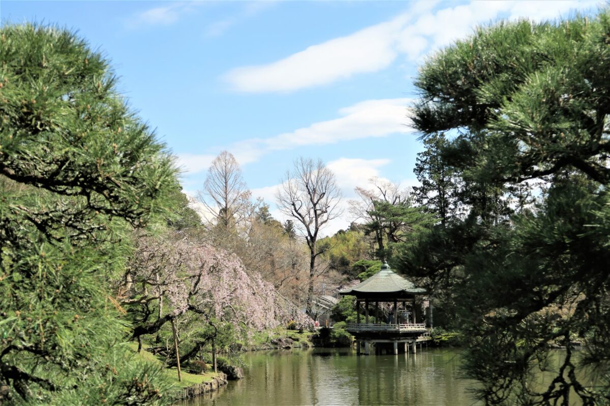 travel japan sakura