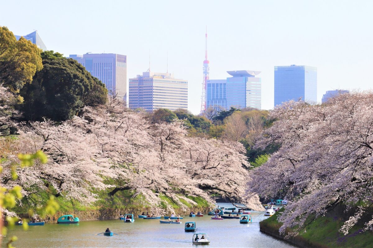 Chidorigafuchi sakura 