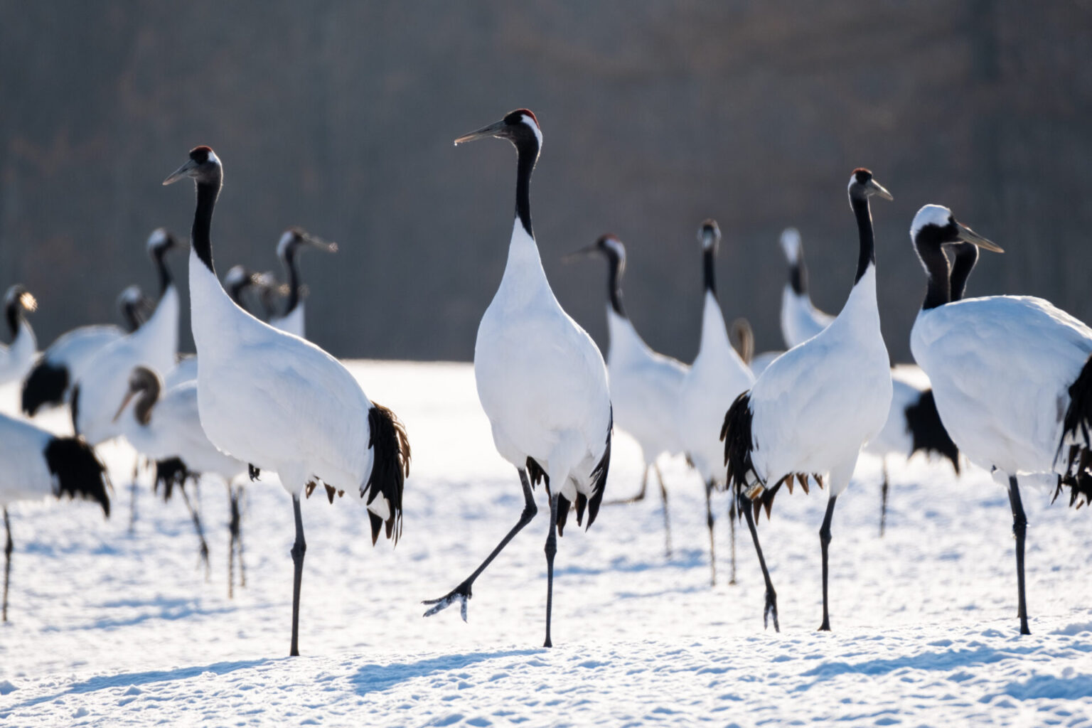 Wild animals in Japan and Where to find them | Japan Wonder Travel Blog