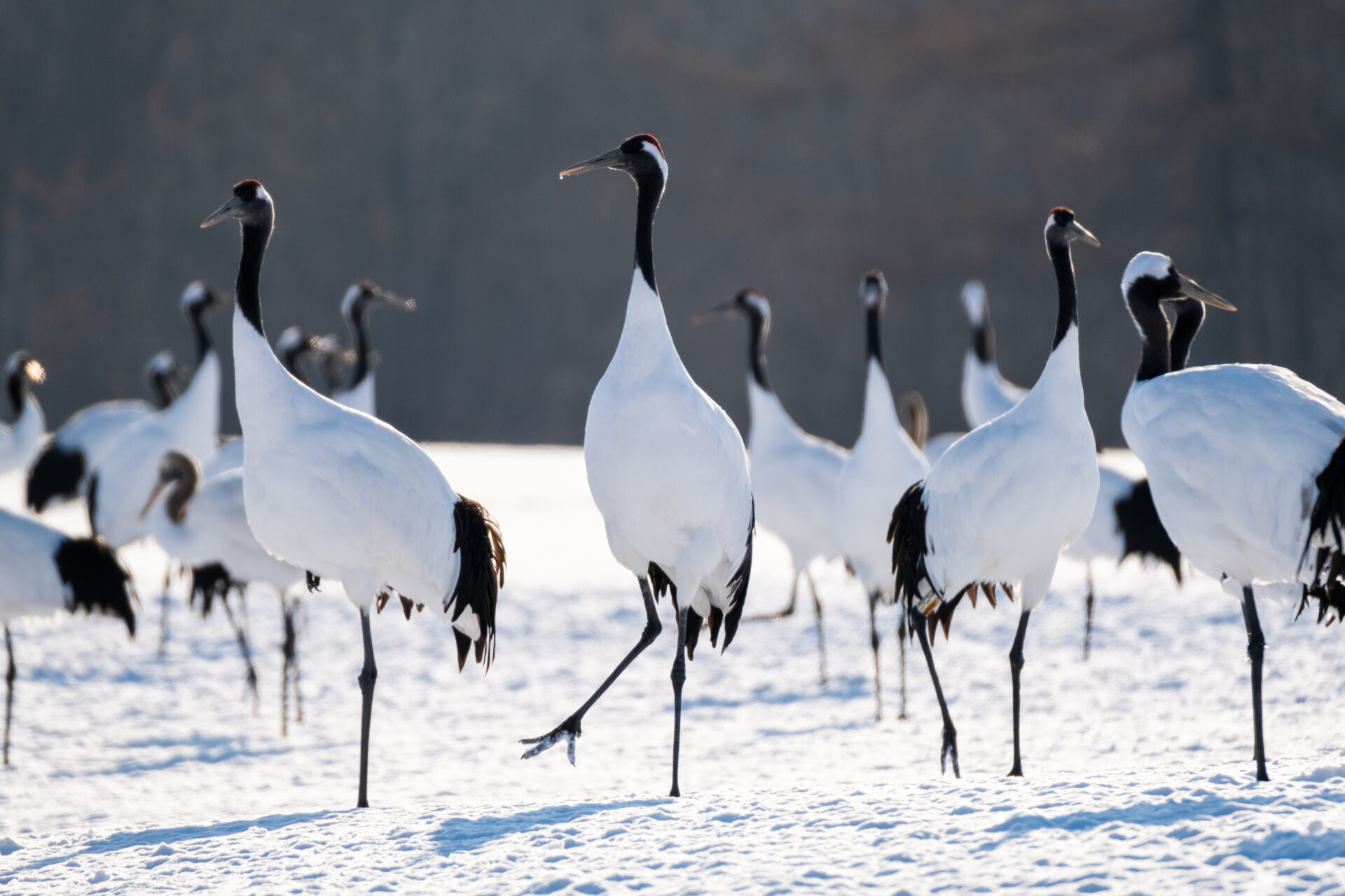 wild-animals-in-japan-and-where-to-find-them-japan-wonder-travel-blog