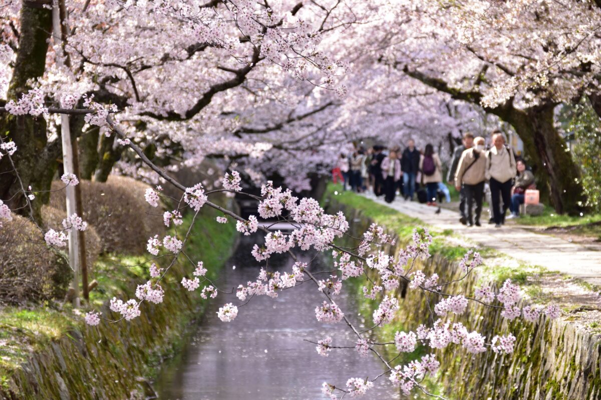 philosopher's path sakura 