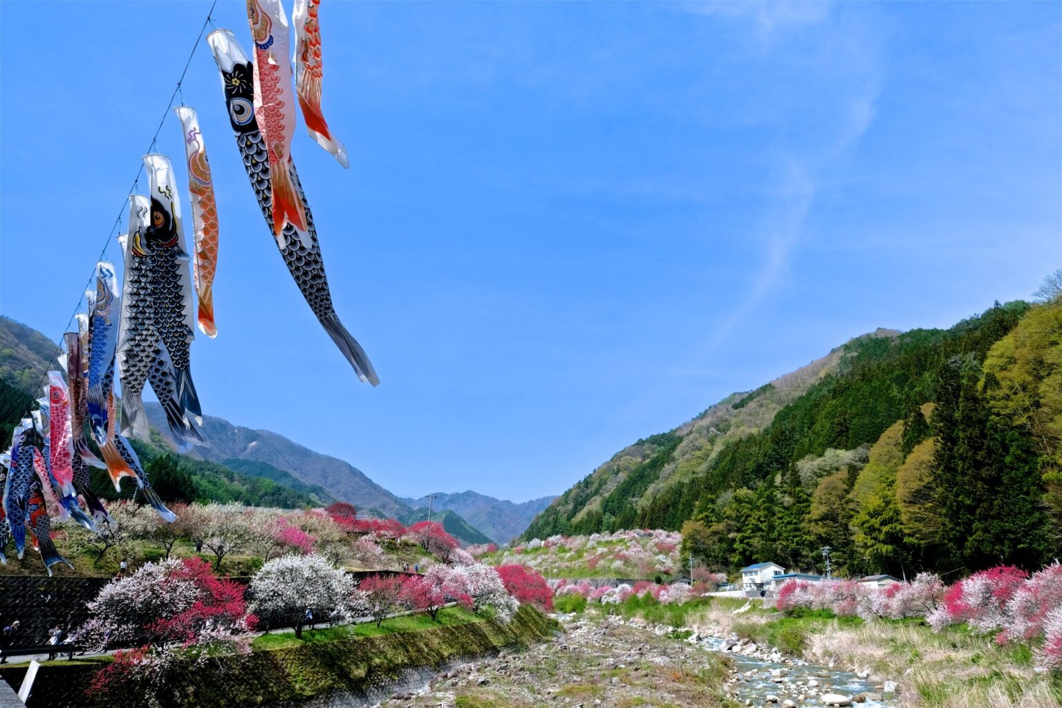 10 Koinobori Festivals to Visit in Japan 2025 | Japan Wonder Travel Blog