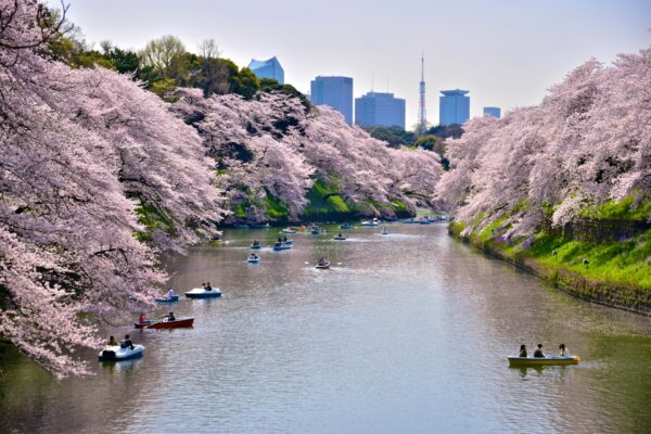 15 Best Cherry Blossom Viewing Spots in Tokyo 2024 | Japan Wonder ...