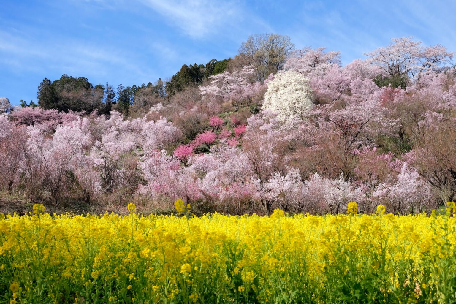 10 Best Cherry Blossom Viewing Spots in Northern Japan April-May 2024 ...