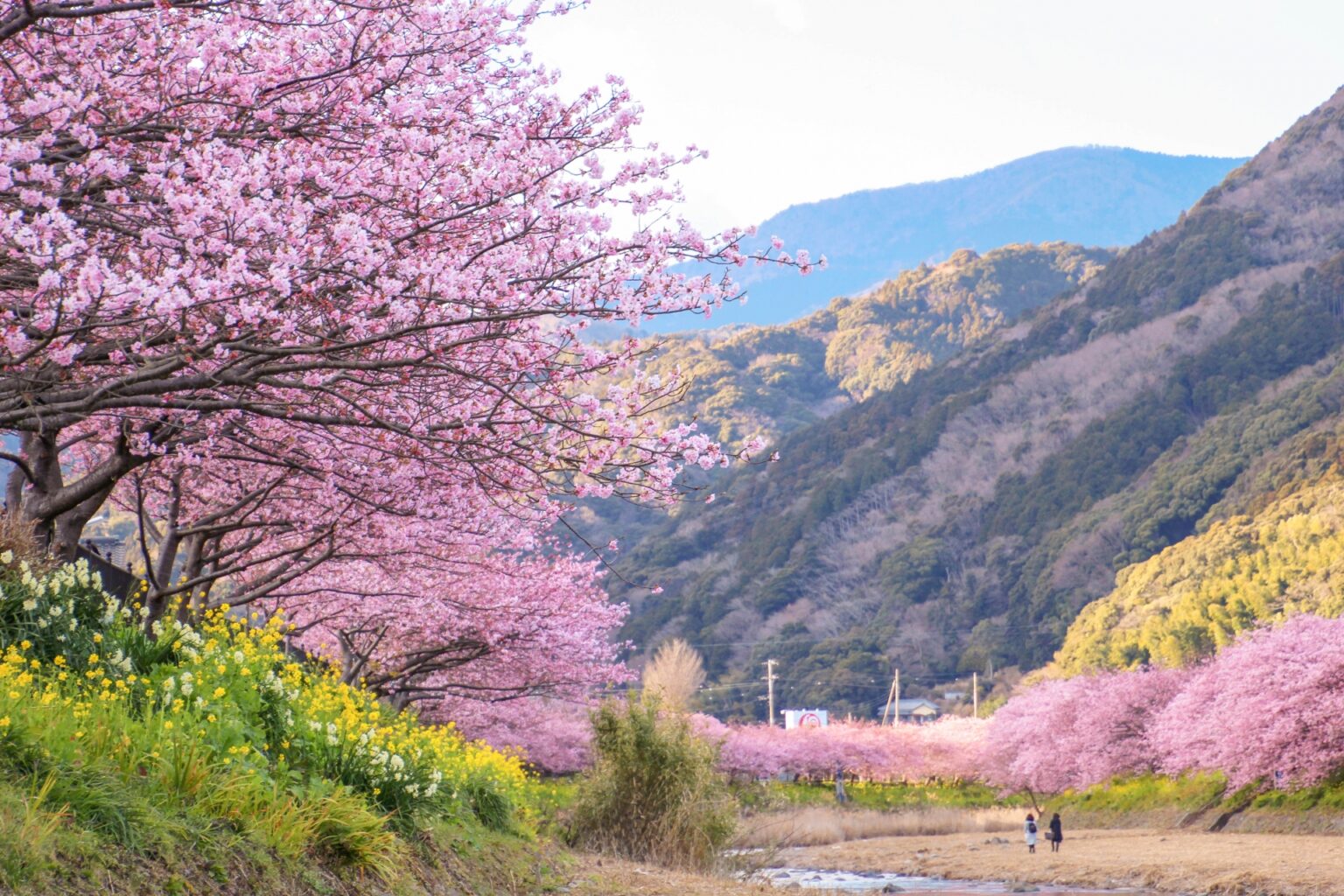 30 Best Cherry Blossom Viewing Spots In Japan 2024 Japan Wonder