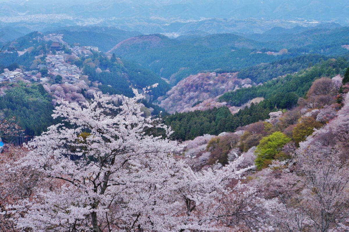 best time to visit japan for cherry blossoms