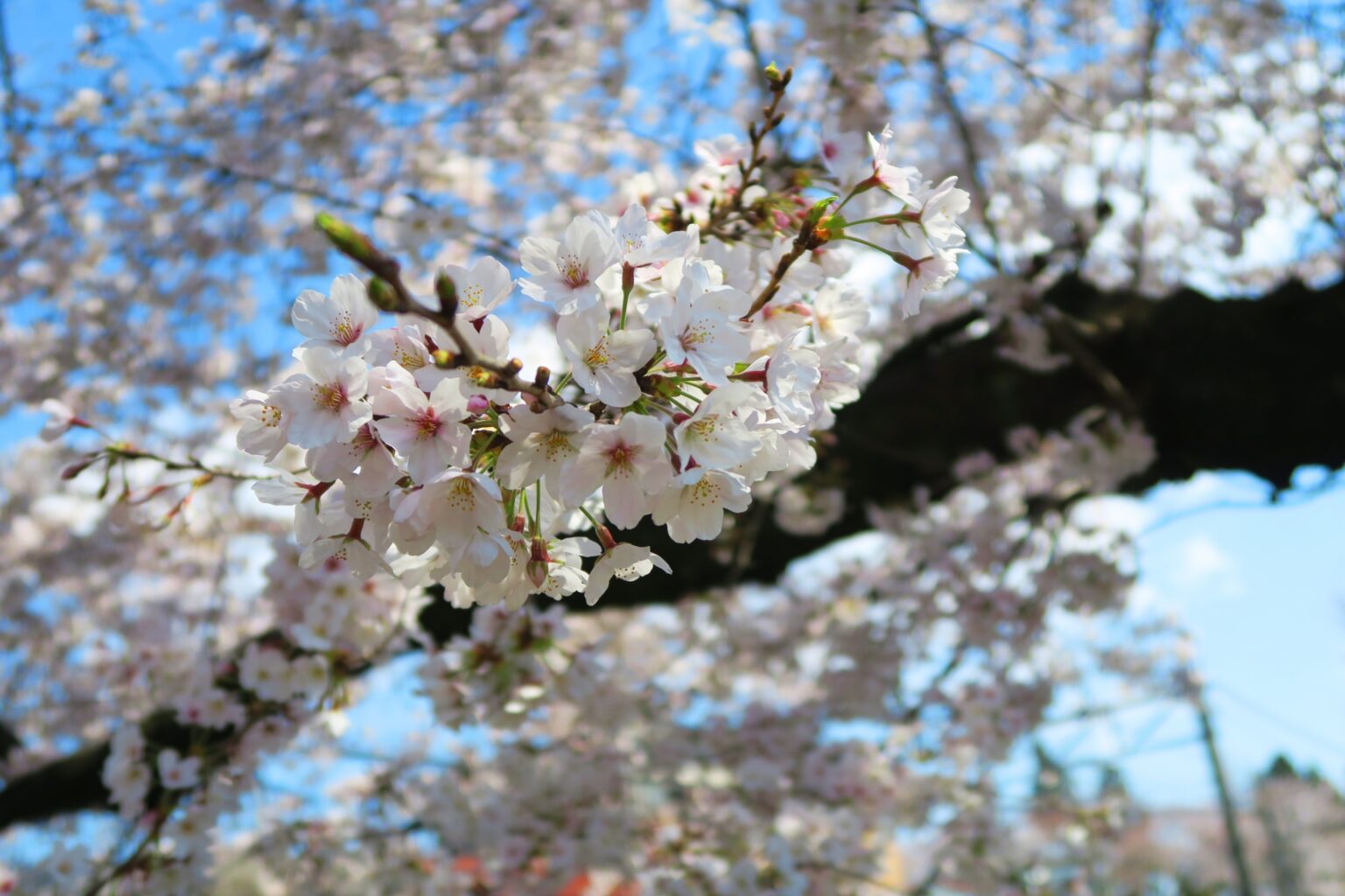 12 Hidden Less Crowded Cherry Blossom Spots in Tokyo 2024 | Japan ...