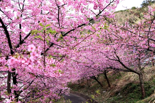 10 Best Early Blooming Sakura Spots in Japan February-March 2024 ...