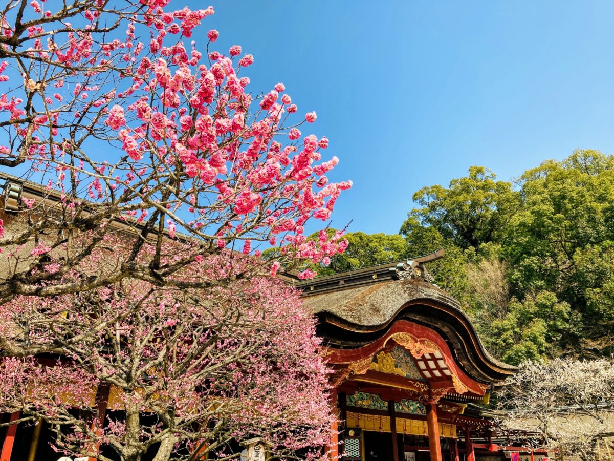 15 Best Places to See Plum Blossoms in Japan 2024