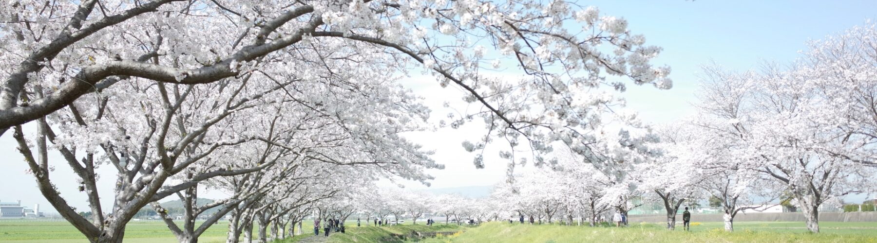 harukaze sakura