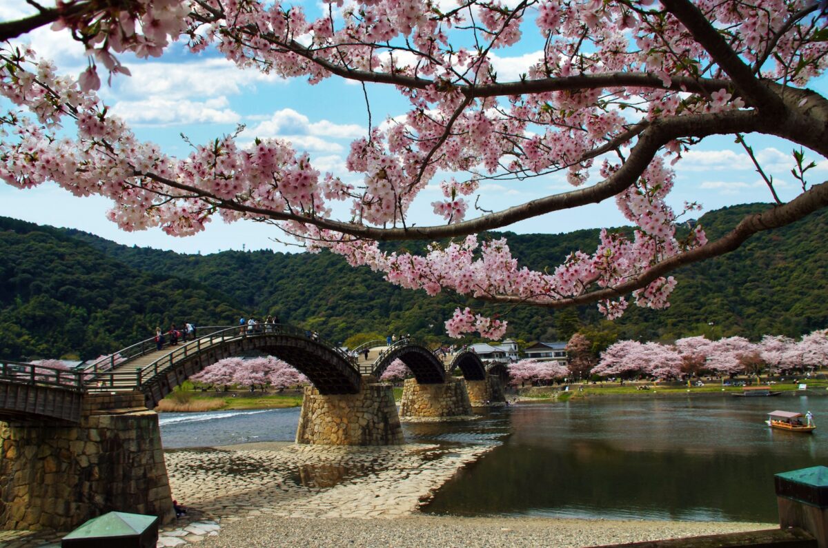 best time to visit japan for cherry blossoms