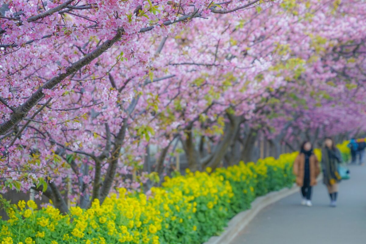 10 Best Early Blooming Sakura Spots in Japan February-March 2024 