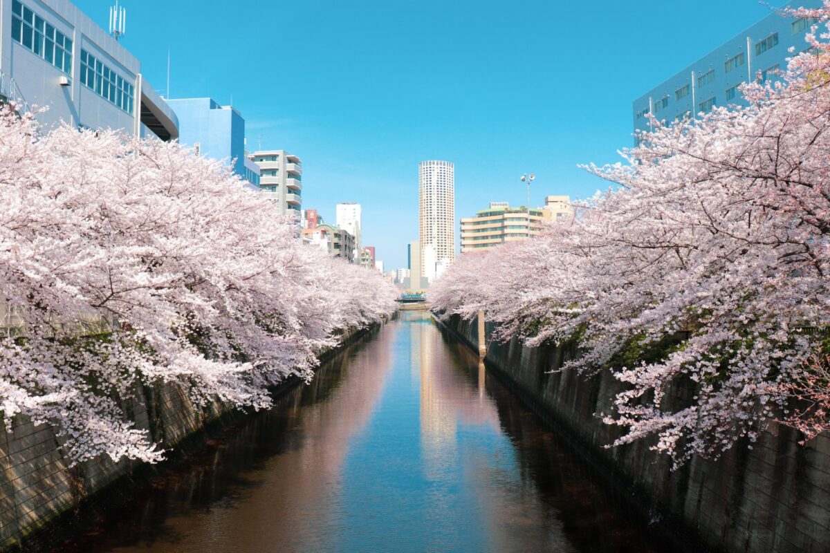 best time to visit japan for cherry blossoms