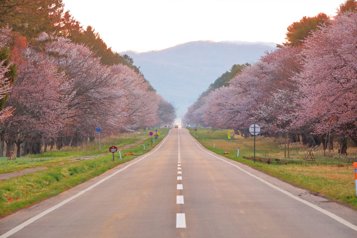 nijukken road sakura