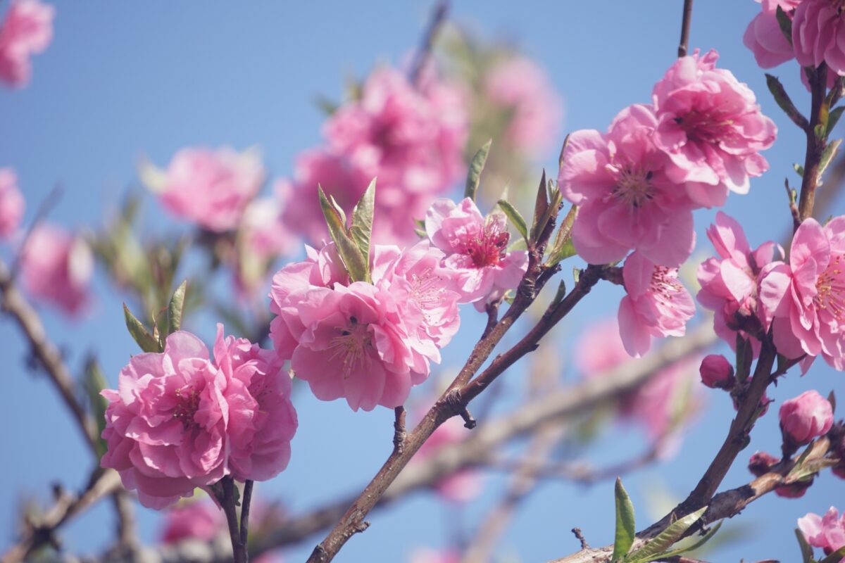 How to Tell the Difference between Plum, Cherry and Peach Blossoms