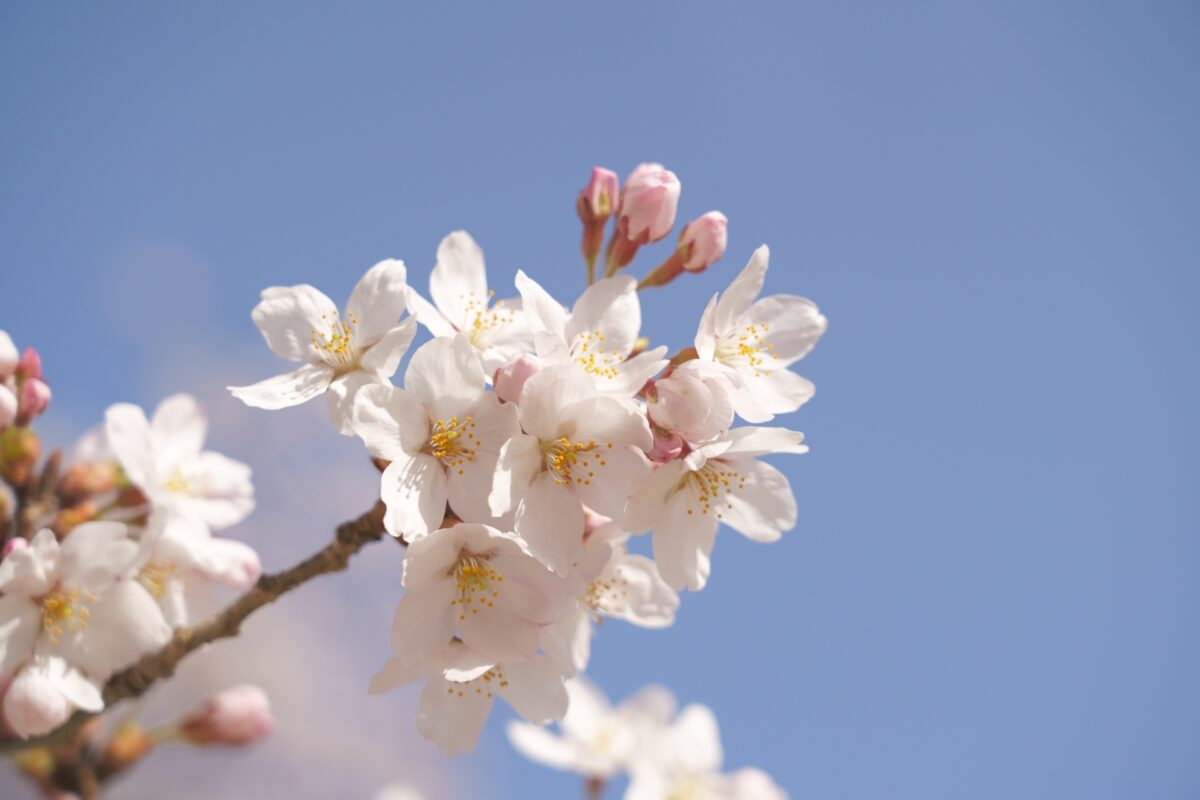 Difference between plum blossom, cherry blossom and peach blossom