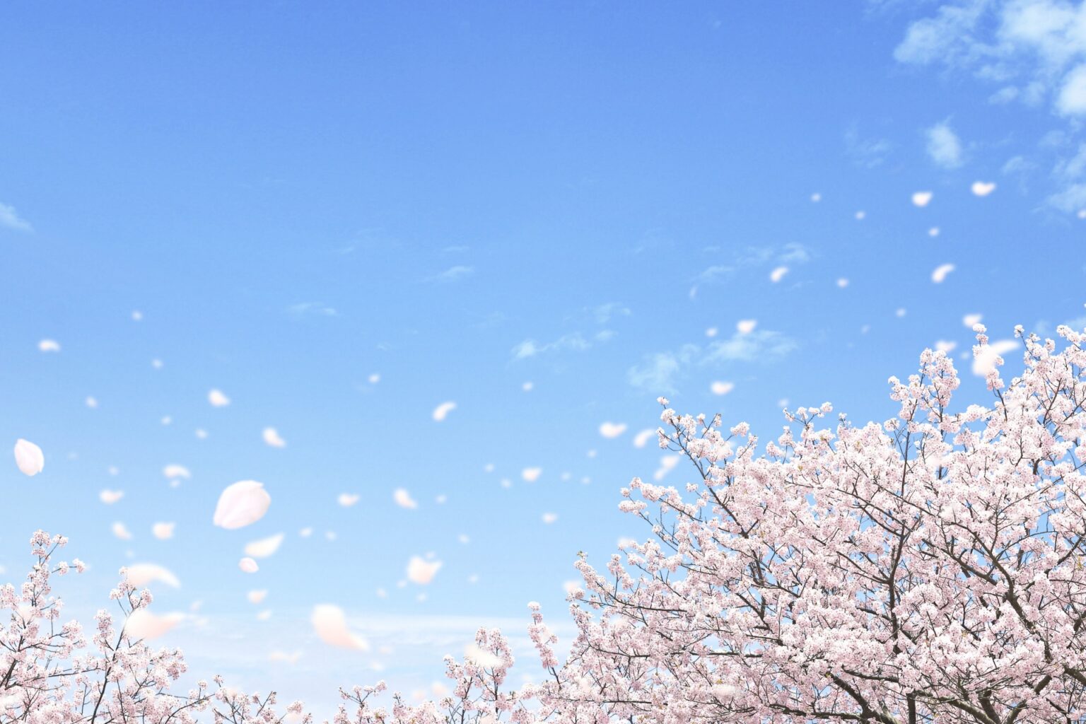 Interesting Japanese Seasonal Words for Spring | Japan Wonder Travel Blog