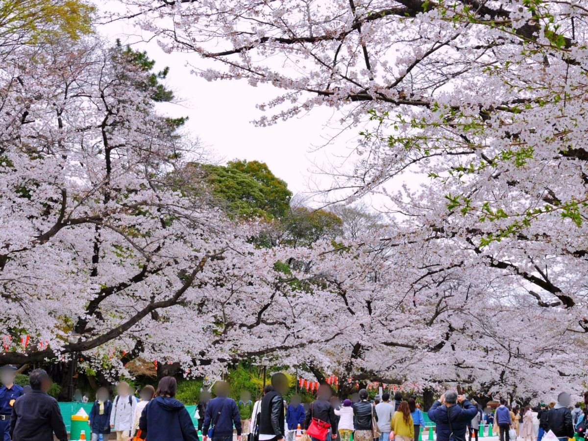 travel japan sakura