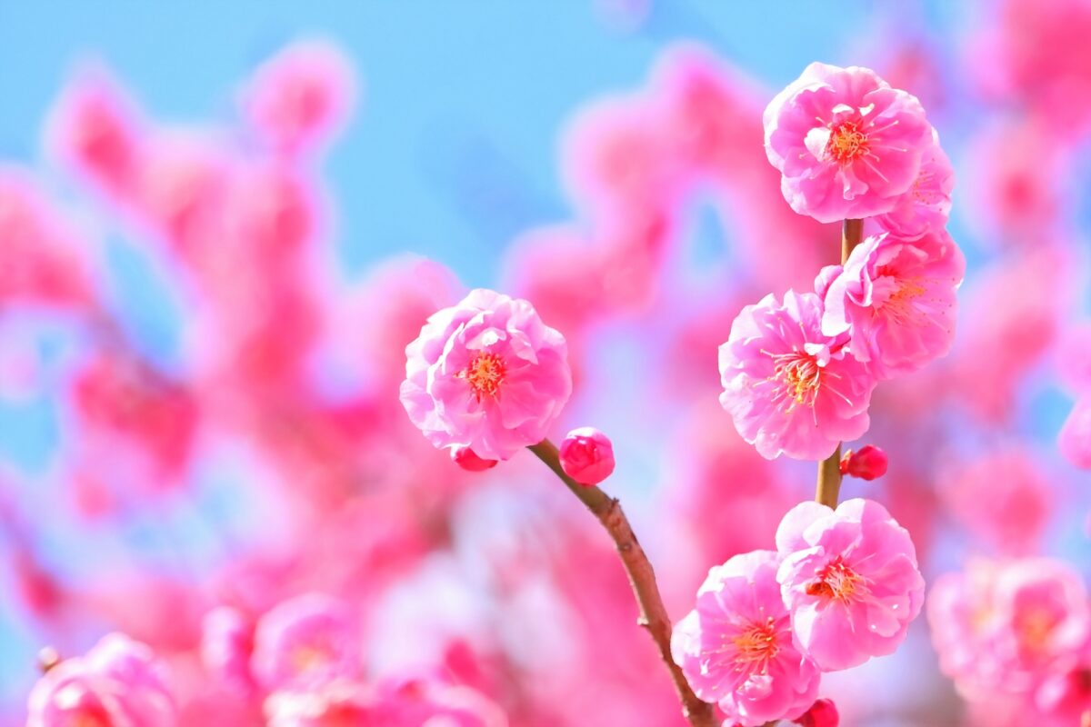 How to Tell the Difference between Plum, Cherry and Peach Blossoms