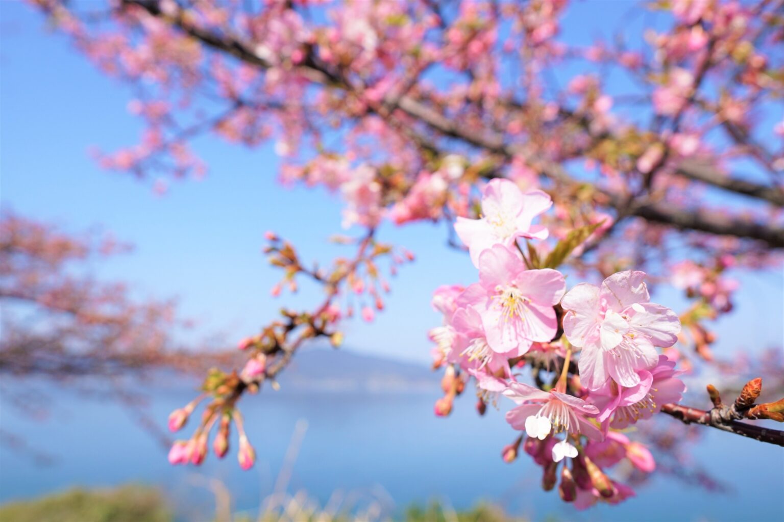 10 Best Early Blooming Sakura Spots in Japan FebruaryMarch 2024