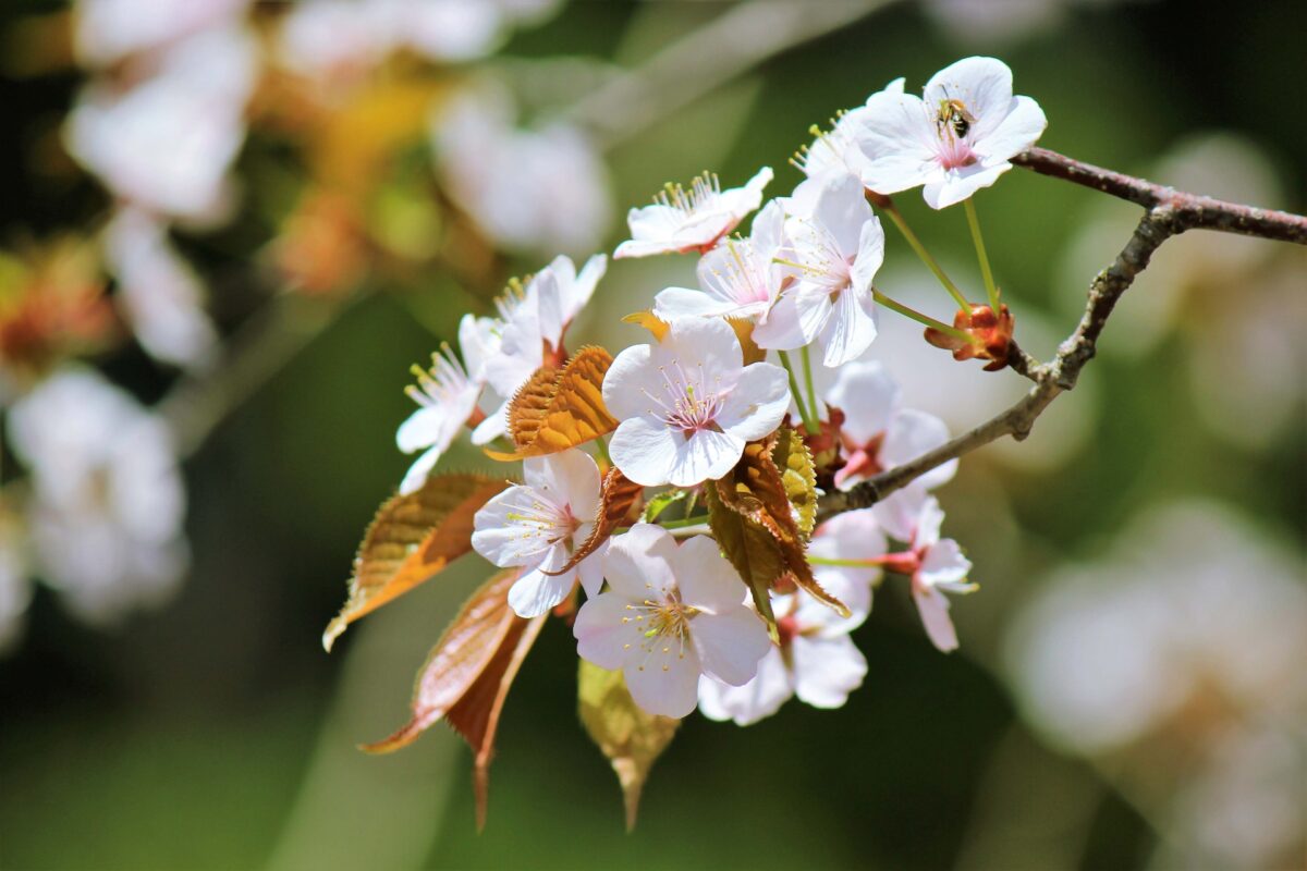 Sakura