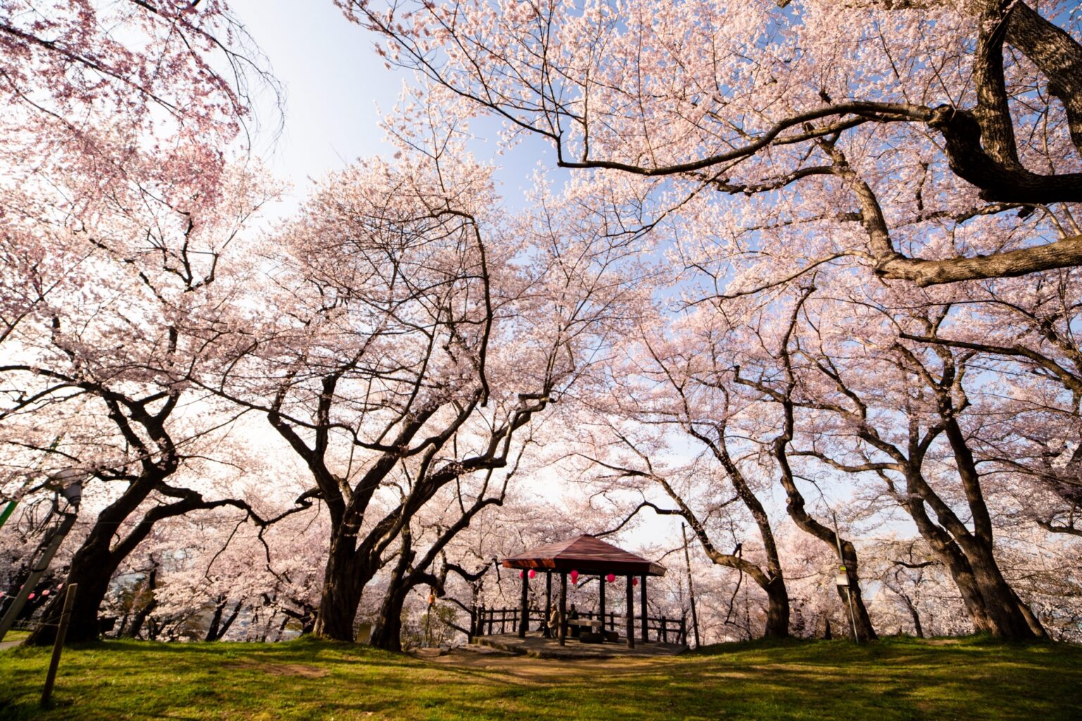 10 Best Cherry Blossom Viewing Spots in Northern Japan April-May 2024 ...