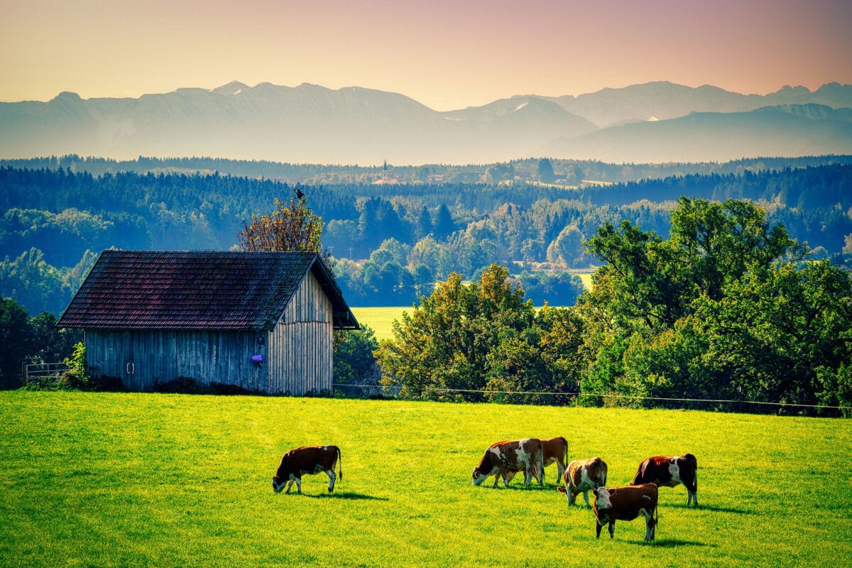 farm stay cows