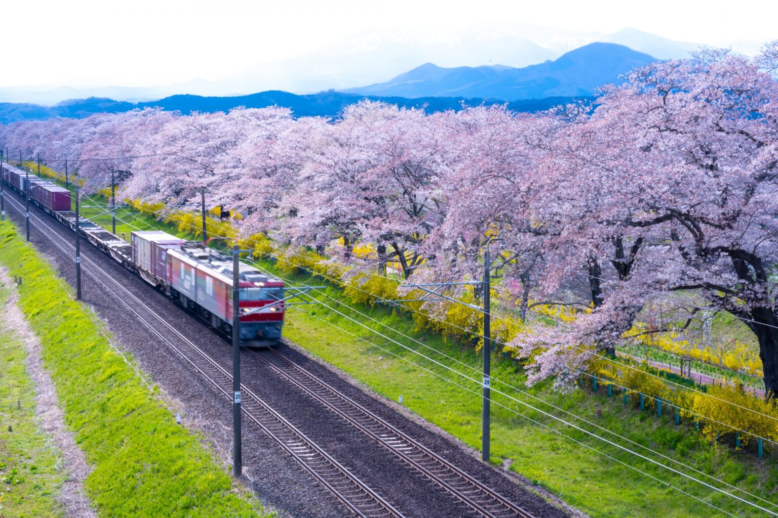 10 Best Cherry Blossom Viewing Spots in Northern Japan April-May 2024 