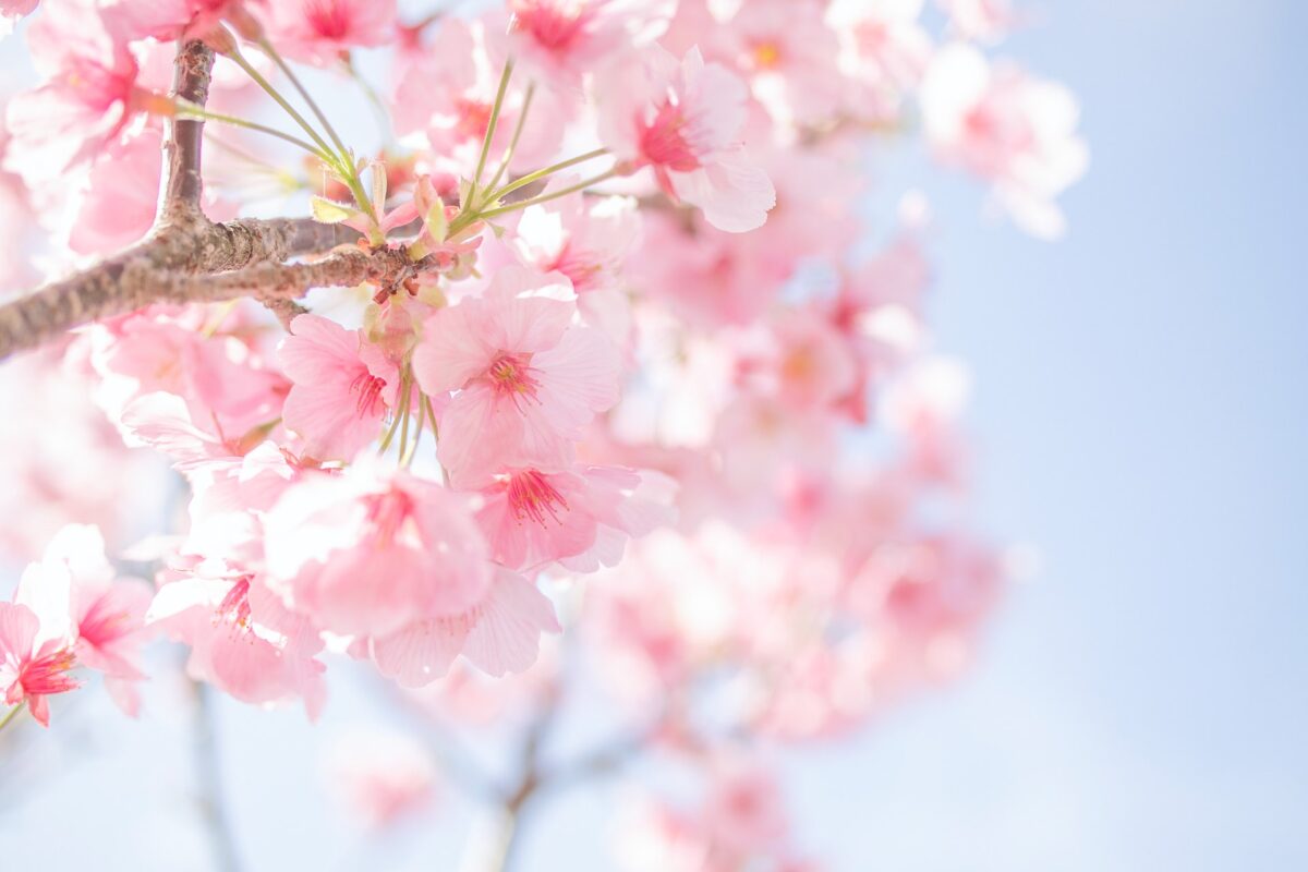 famous sakura
