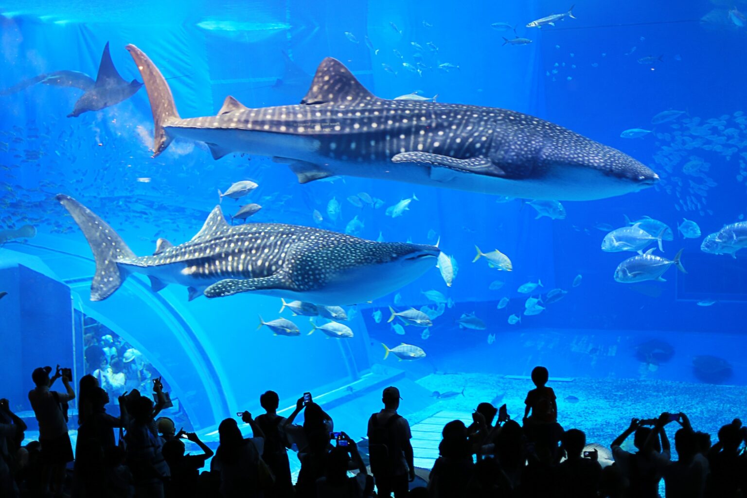 11 Best Aquariums in Japan Japan Wonder Travel Blog