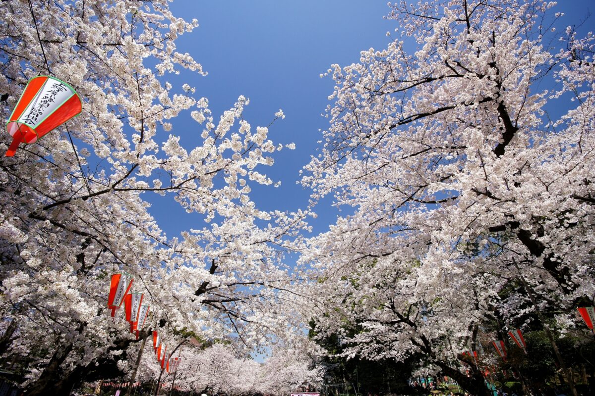 sakura cherry blossom ueno