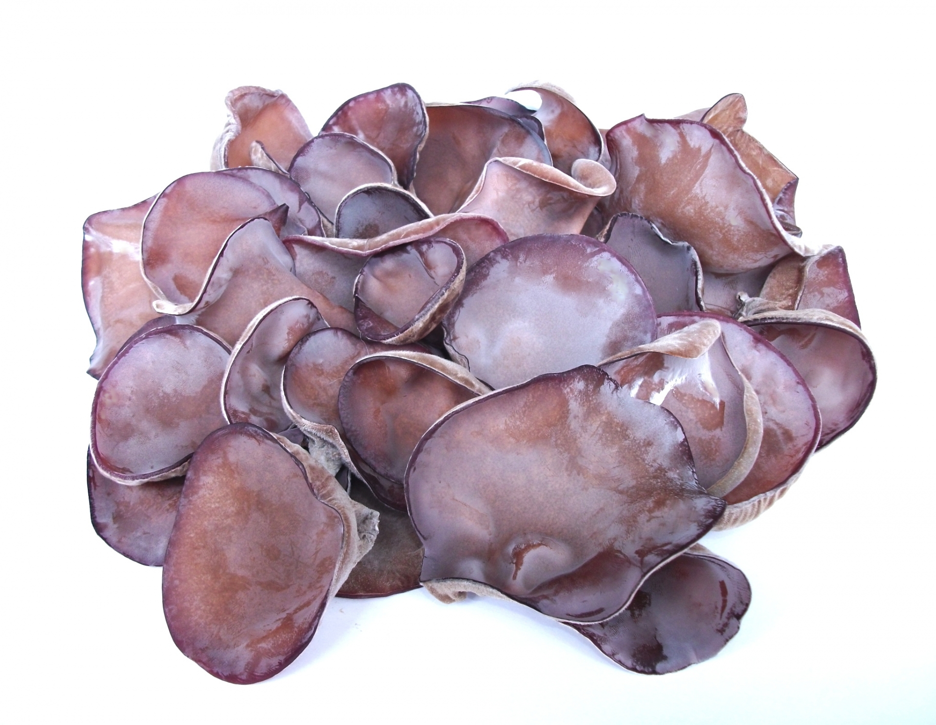 10 Popular Edible Mushrooms in Japan Japan Wonder Travel Blog