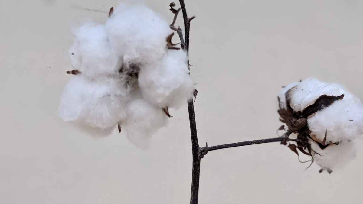 cotton