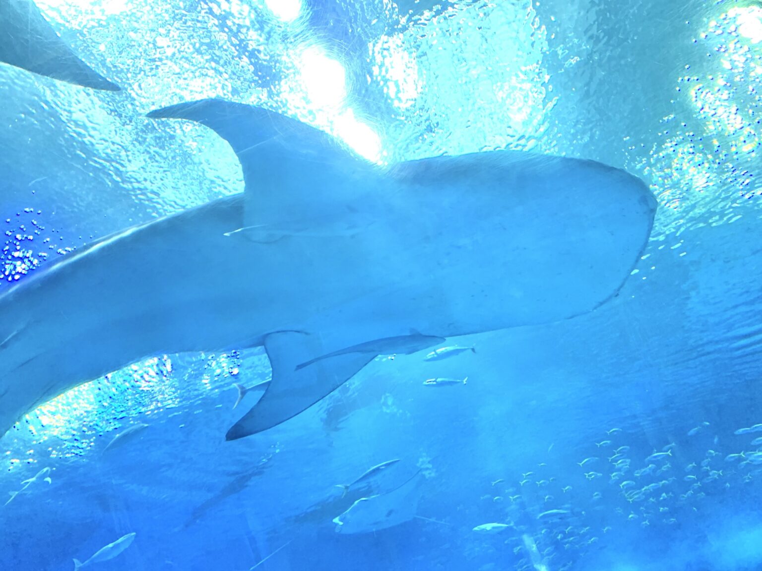 11 Best Aquariums in Japan Japan Wonder Travel Blog
