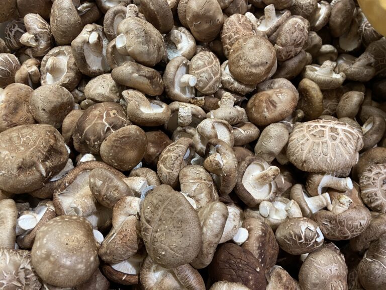 10 Popular Edible Mushrooms in Japan Japan Wonder Travel Blog