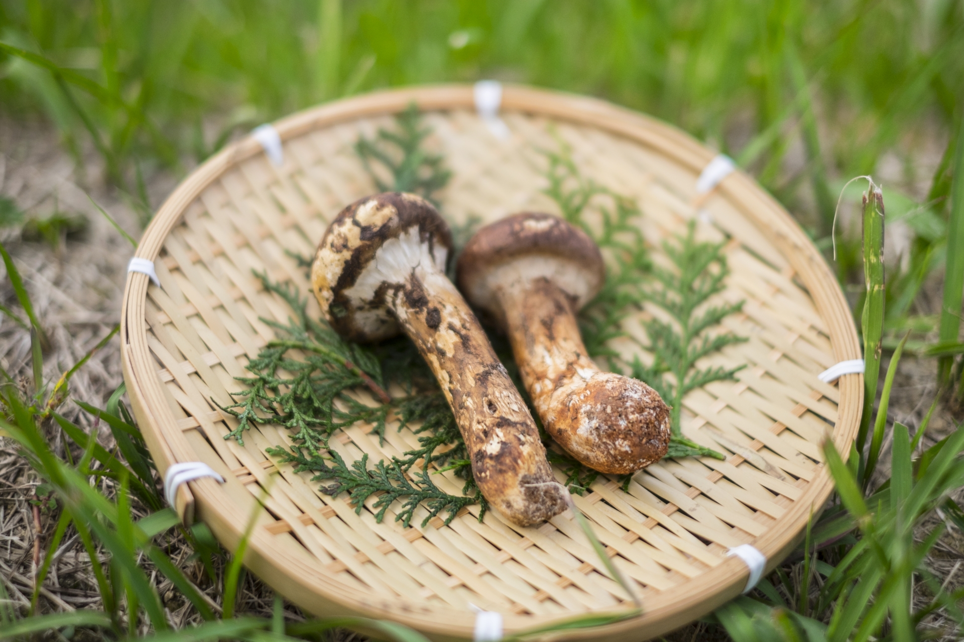 10 Popular Edible Mushrooms in Japan Japan Wonder Travel Blog
