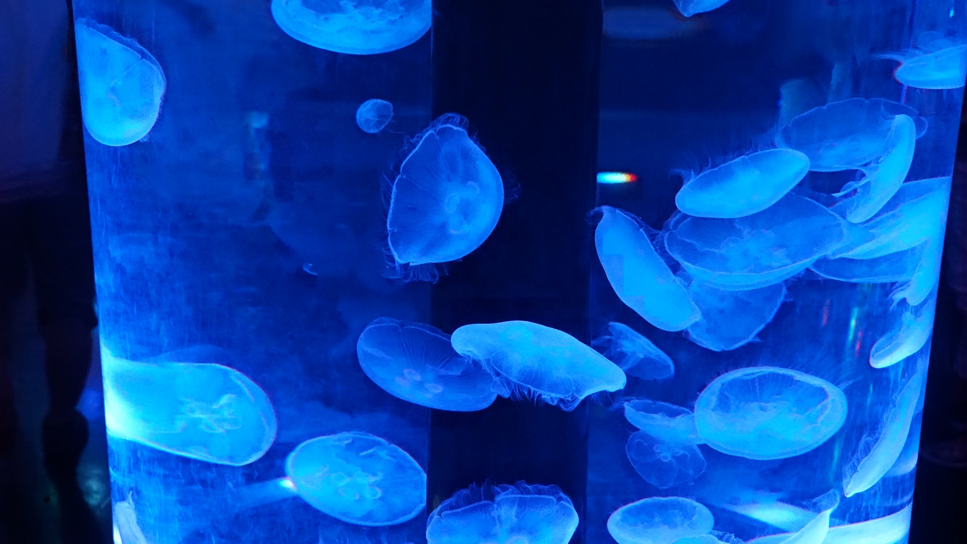 11 Best Aquariums in Japan Japan Wonder Travel Blog