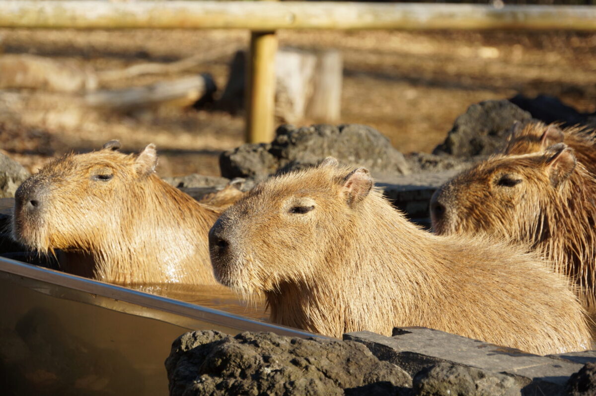Capybaras sleeping in water