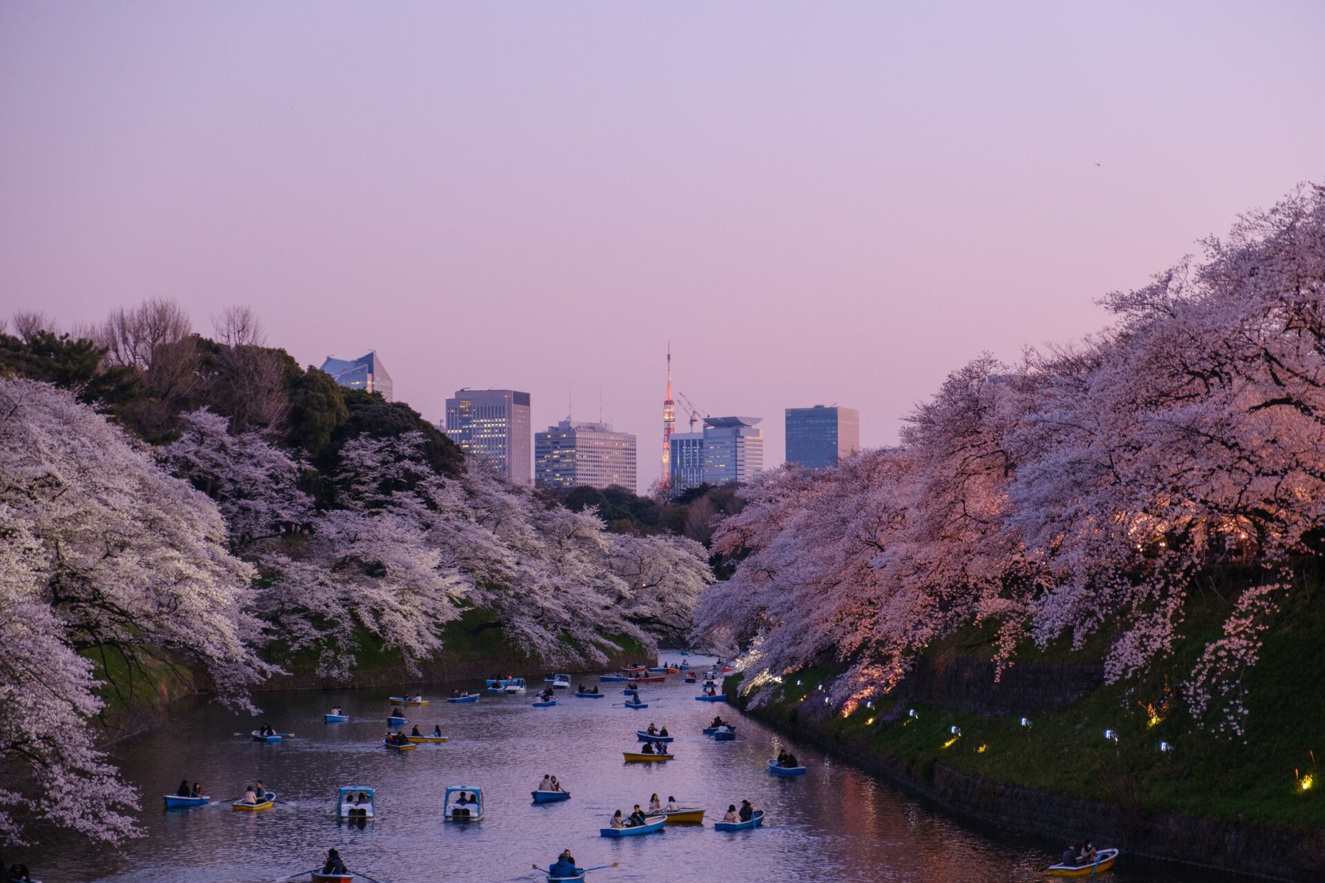 Lake with sakura and boats in pink light