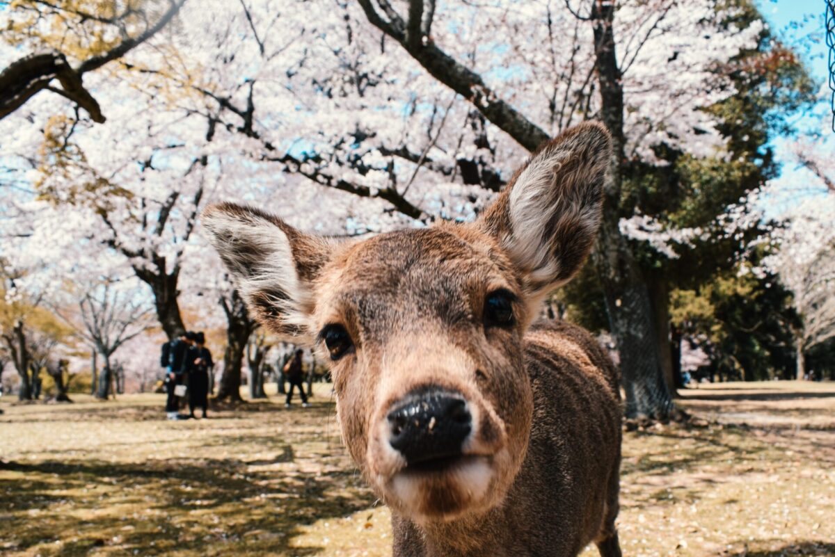 Nara deer sakura