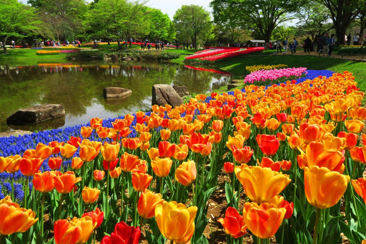 Showa Kinen Park tulips