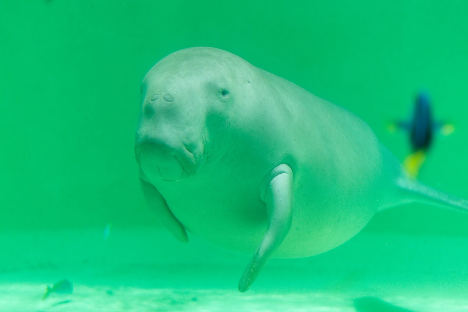 11 Best Aquariums in Japan Japan Wonder Travel Blog