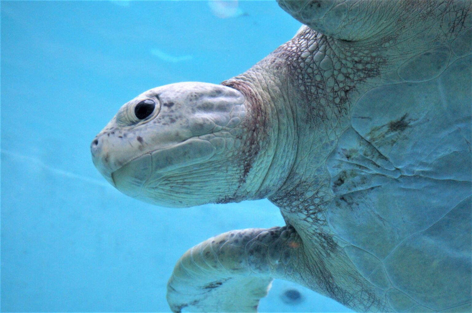 10-symbolic-animals-in-japanese-culture-japan-wonder-travel-blog