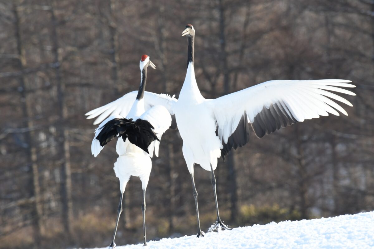 10 Symbolic Animals in Japanese Culture | Japan Wonder Travel Blog