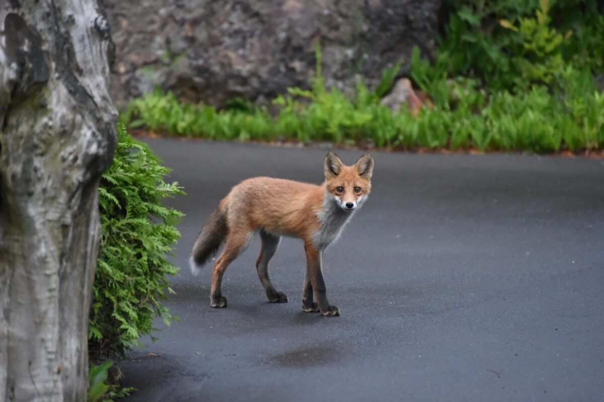 10 Symbolic Animals in Japanese Culture