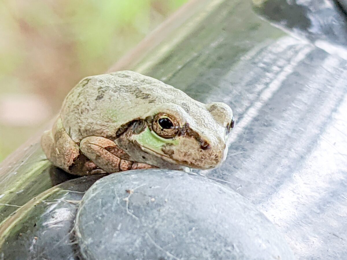 what sound do frogs make in japanese